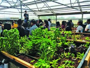 Aquaponics